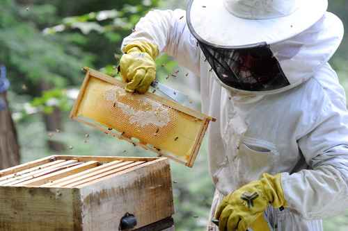 Apiculture