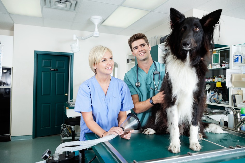 Assistant vétérinaire